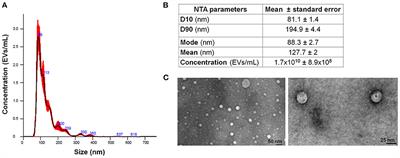 Multiple Myeloma-Derived Extracellular Vesicles Impair Normal Hematopoiesis by Acting on Hematopoietic Stem and Progenitor Cells